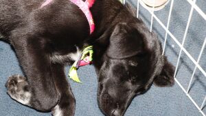 Meio Ambiente realiza neste domingo a primeira edi&ccedil;&atilde;o do 'Baby, me Leva!' de 2026