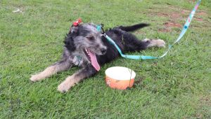 'Baby, me Leva!' viabiliza ado&ccedil;&atilde;o de 19 animais no &uacute;ltimo domingo