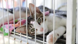 Parque Max Feffer recebe evento presencial do 'Baby, me Leva!' neste domingo