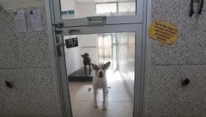 Servi&ccedil;o online recebe den&uacute;ncias de maus-tratos contra animais