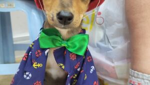 Itaqu&aacute; Park Shopping recebe a primeira Feira de Ado&ccedil;&atilde;o Pet no dia 17