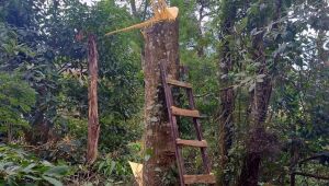 Guarda Ambiental flagra corte ilegal de &aacute;rvores e aplica multa de R$ 7,6 mil em Itaqu&aacute;