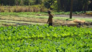 Investimentos da Prefeitura fortalecem a agricultura familiar em Suzano