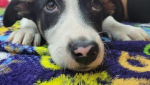 Itaquá Park Shopping tem Feira de Adoção Pet neste sábado