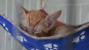 Meio Ambiente promove nova edição do 'Baby, me Leva!' no Suzano Shopping