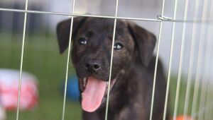 Meio Ambiente realiza novo evento do 'Baby, me Leva!' neste domingo&nbsp;

