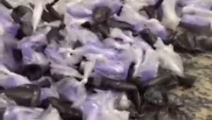 Ação dupla da PM apreende 1,5 kg de drogas em Suzano