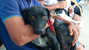 Primeiro mutir&atilde;o de castra&ccedil;&atilde;o do ano promove 150 procedimentos no Jardim Europa