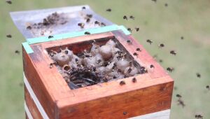 Meio Ambiente abre 30 vagas para workshop gratuito de meliponicultura no Viveiro Municipal