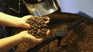 Conab prev&ecirc; colheita recorde de caf&eacute; com crescimento de 17,1% em 2026