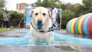 Suzano se destaca com ações descentralizadas voltadas ao bem-estar animal