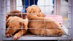 Ferraz realiza 1&ordf; edi&ccedil;&atilde;o do Projeto "Me Leva Pra Casa" com feira de ado&ccedil;&atilde;o respons&aacute;vel