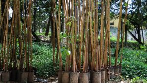 Programa 'Ferraz Mais Verde'&nbsp;realiza doa&ccedil;&atilde;o gratuita de mudas &agrave; popula&ccedil;&atilde;o