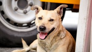 Mutir&atilde;o de castra&ccedil;&atilde;o em Ferraz beneficiar&aacute; cerca de 300 c&atilde;es e gatos na Esta&ccedil;&atilde;o Cidadania e Cultura