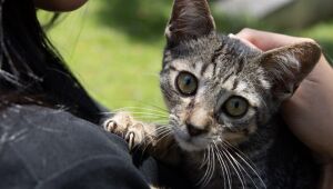 Itaqu&aacute; registra 37 ado&ccedil;&otilde;es de c&atilde;es e gatos em 2026