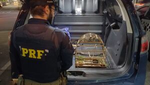 Pol&iacute;cia Rodovi&aacute;ria Federal apreende aves silvestres transportadas irregularmente na Dutra, em Aruj&aacute;