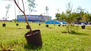 '&Aacute;rvore FamiliAR' promove plantio de 50 pitangueiras em edi&ccedil;&atilde;o de homenagem ao Dia da Mulher