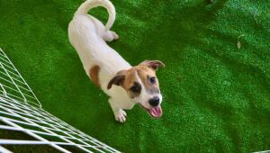 Meio Ambiente realiza nova edi&ccedil;&atilde;o do 'Baby, me Leva!' neste domingo no Parque Max Feffer