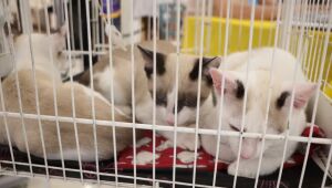 'Baby, me Leva!' viabiliza 21 adoções de cães e gatos em ação realizada no sábado