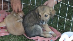 'Baby, me Leva!' viabiliza a ado&ccedil;&atilde;o de 32 pets no Parque Max Feffer