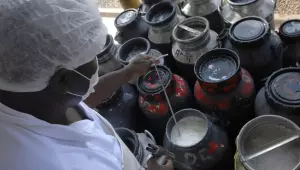 CMN libera linha de capital de giro a cooperativas de leite no Pronaf