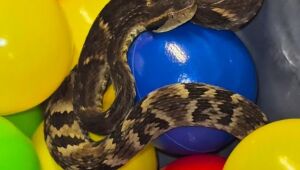 Cobra &eacute; encontrada em piscina de bolinhas de restaurante em Suzano
