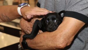 Meio Ambiente viabiliza adoção de 144 cães e gatos pelo 'Baby, me Leva!' neste ano