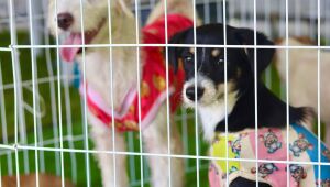 'Baby, me Leva!' marca presen&ccedil;a em evento no Parque Max Feffer neste domingo