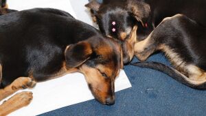 'Baby, me Leva!' possibilita 47 ado&ccedil;&otilde;es de c&atilde;es e gatos durante evento no domingo