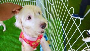 Suzano abre cadastro para campanha de vacinação V4 e V10 destinada a cães e gatos