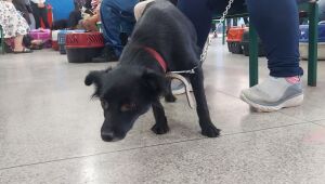 Meio Ambiente atende 148 c&atilde;es e gatos durante mutir&atilde;o de castra&ccedil;&atilde;o