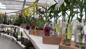 Lan&ccedil;amento de Parque Permanente de Flores e Plantas re&uacute;ne autoridades e produtores em Aruj&aacute;