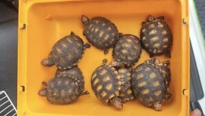 GCM apreende dez jabutis na Vila Figueira em Suzano