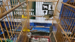 Guarda Ambiental Itaqu&aacute; realiza Opera&ccedil;&atilde;o P&aacute;ssaro Livre e resgata aves silvestres no Jardim do Carmo