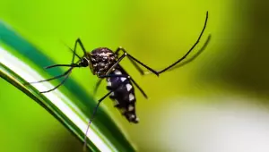 Casos de dengue no Brasil caem 75% em 2026