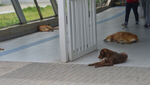 Esta&ccedil;&atilde;o tem c&atilde;es comunit&aacute;rios e impasse sobre responsabilidade