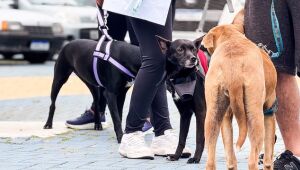 Aruj&aacute; se mobiliza pelo bem-estar animal com a "Caminhada Pet" neste domingo (26)