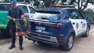 GCM de Ferraz resgata arara-canind&eacute; encontrada em via p&uacute;blica