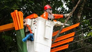 Secretaria de Servi&ccedil;os Urbanos realiza Dia D de podas de &aacute;rvores na Avenida Brasil 