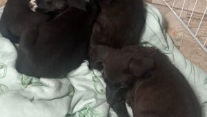 Mulher tenta abandonar filhotes na sede do setor de Zoonoses e caso &eacute; registrado pela GCM