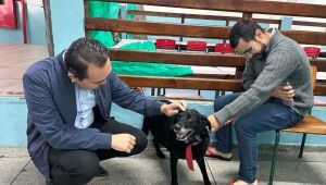 Mutirão de castração atende 180 animais durante nova edição no Jardim Europa