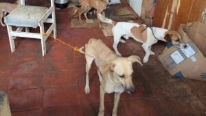 Meio Ambiente resgata 13 c&atilde;es em situa&ccedil;&atilde;o de maus-tratos
