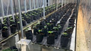 Pol&iacute;cia Civil descobre planta&ccedil;&atilde;o de maconha dentro de edif&iacute;cio em Mogi