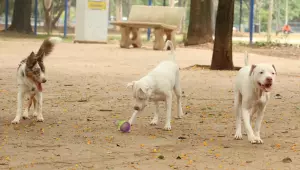 Lei torna exercício ilegal da medicina veterinária como crime