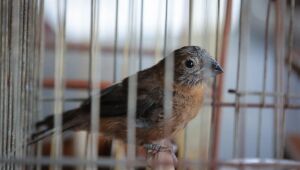 Pol&iacute;cia Ambiental apreende 1,2 mil animais silvestres no Alto Tiet&ecirc;