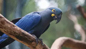 Lista de fauna amea&ccedil;ada tem 180 animais inclu&iacute;dos e 150 retirados