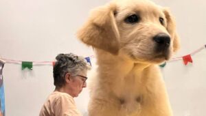 'Baby, me Leva!' garante novos lares para 17 animais em evento no Suzano Shopping
