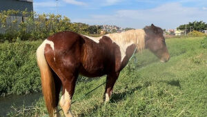 Meio Ambiente resgata cinco cavalos em situação de abandono no Miguel Badra