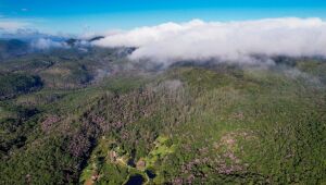 Condemat+ garante R$ 7,4 milhões para projeto regional de restauração ecológica