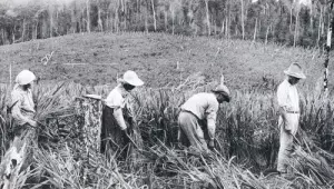 Trabalho agr&iacute;cola: papel fundamental no crescimento econ&ocirc;mico da cidade